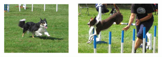webassets/DOGSFORWEB1.jpg
