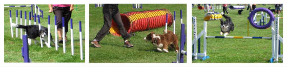 webassets/DOGSFORWEB3.jpg